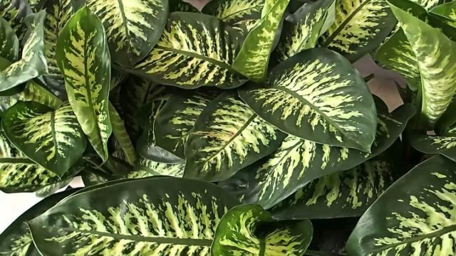 Диффенбахия «Тропик Сноу» (Dieffenbachia ‘Tropic Snow’). © theplantroomrichmond  📷
