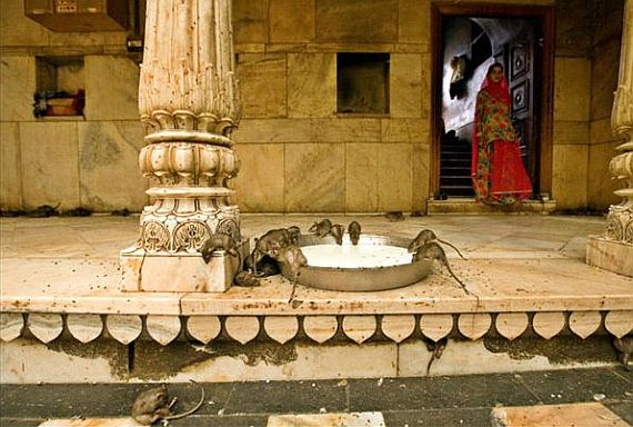 Шри Карни Мата – загадочный храм в Индии Карни, крысы, легенда, именно, храма, действительно, крысам, загадочной, которой, Существует, жизни, крысами, своих, гласит, Индии, после, около, храме, человека, животных