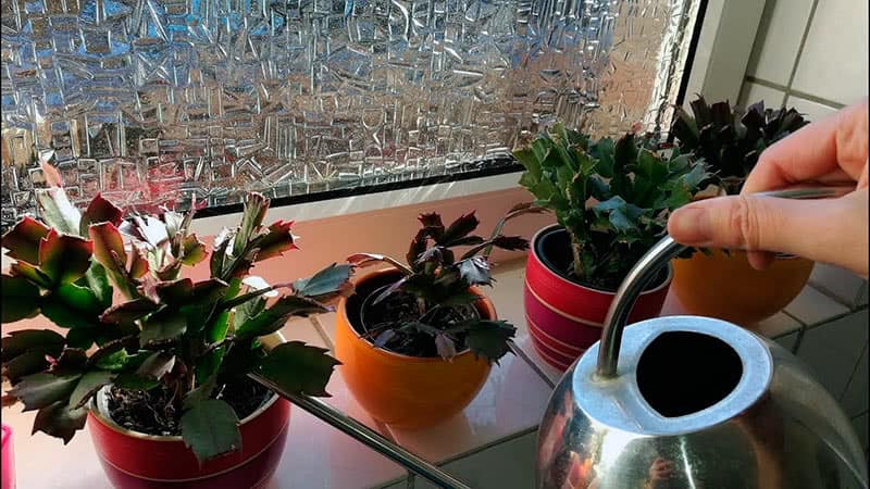 Как часто поливать декабрист