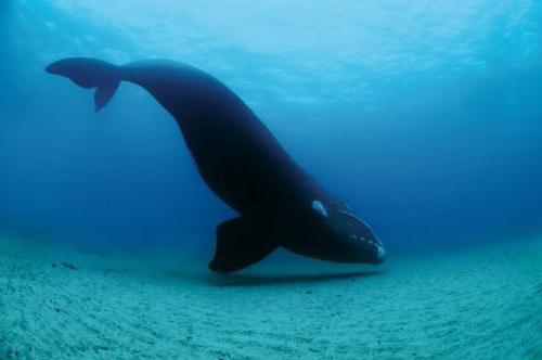 Японский кит: образ жизни, ареал, охрана