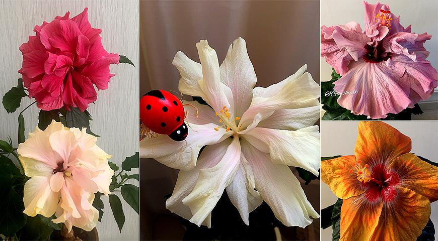 Гибискус: самые красивые сорта и все секреты выращивания от коллекционера Анны Капаниной комнатные растения,цветоводство