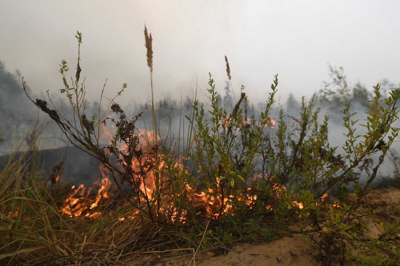 Небольшой пожар вспыхнул в лесу недалеко от Дарасуна в Забайкалье