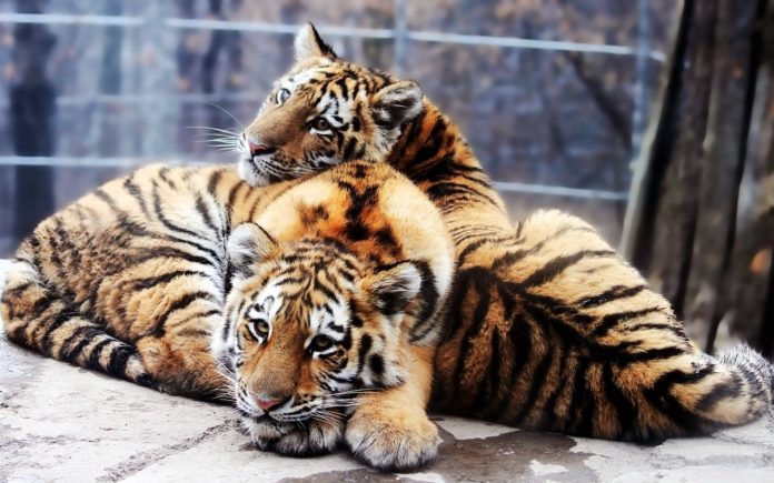Самец и самка тигра