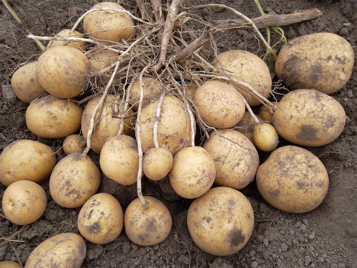 Сорт картофеля Коломбо