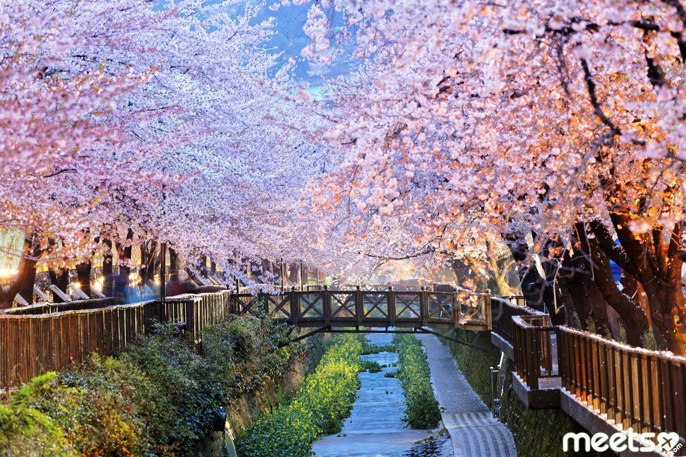 cherry blossoms korea