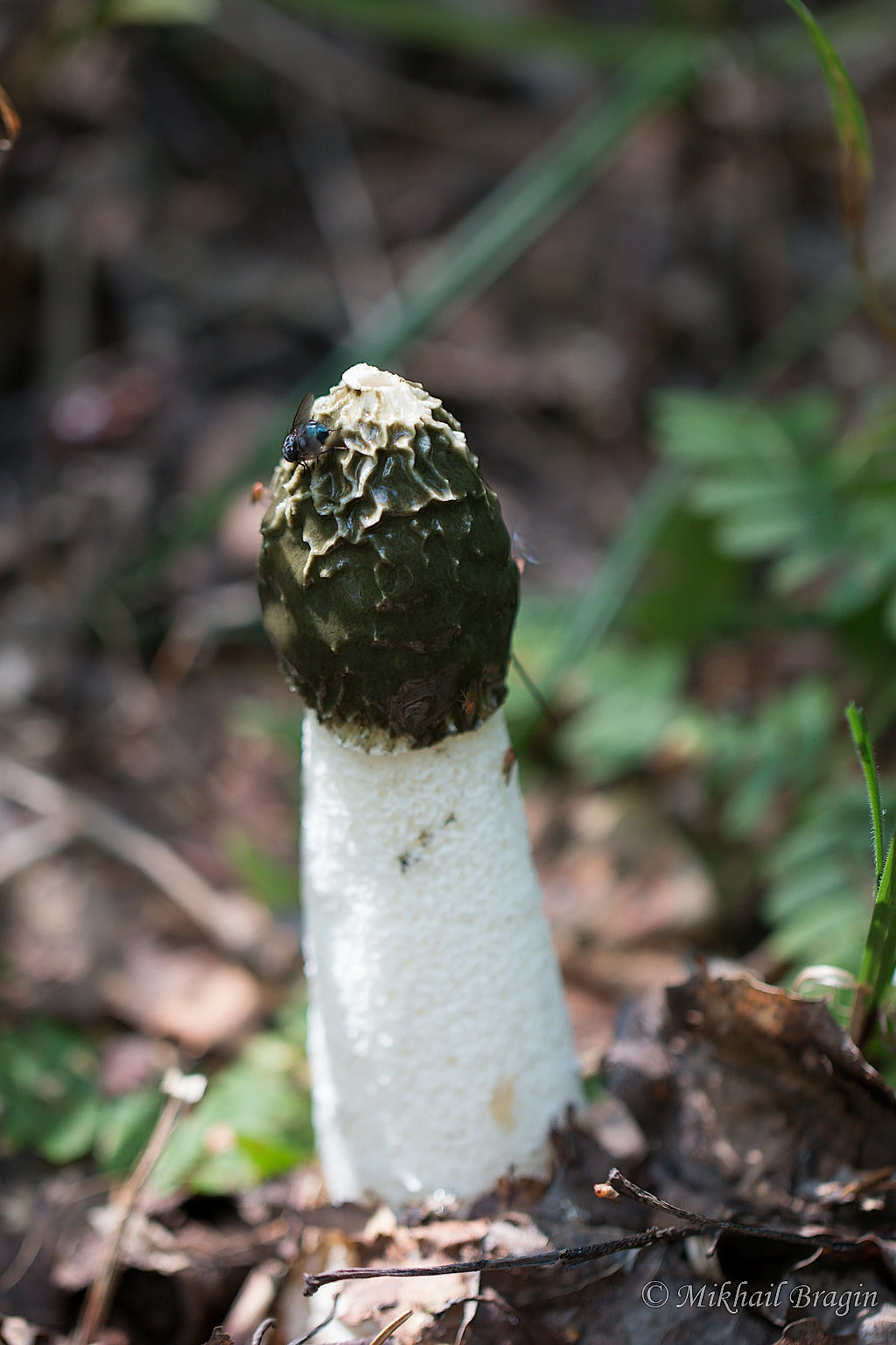 Загадочный гриб — тайны летнего леса гриба, который, очень, роста, Сморчок, иногда, Phallus, которые, цвета, ножка, может, далее, буквально, названия, толщиной, стадии, Веселка, белого, остается, impudicus