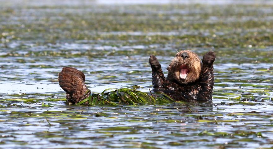 13 смешных фото 
зверей, которые 
сделают ваш день