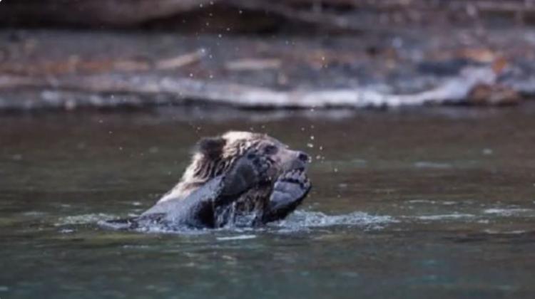 У медведицы не получалось спасти медвежат из холодной воды. На помощь пришли рыбаки! У медведицы не получалось спасти медвежат из холодной воды. На помощь пришли рыбаки!