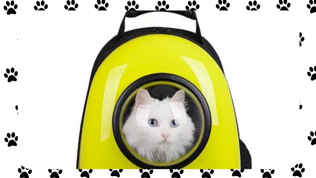 5 вещей для кошки, на которые не стоит тратить деньги