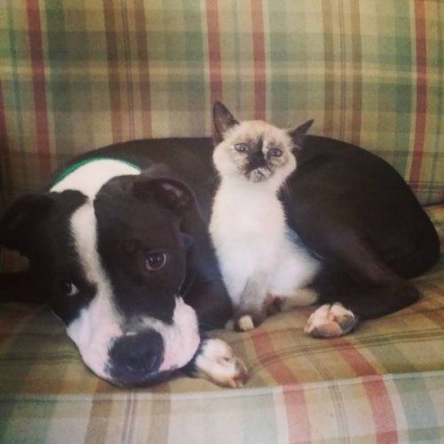 Заряд положительных эмоций 