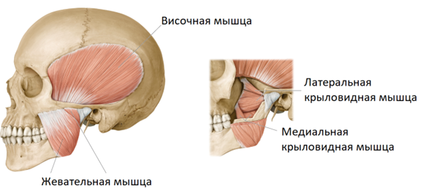 Ешьте продукты с буквой Ф: офефки, моркофку и фуфарики очень, чтобы, сустав, можно, челюсть, мышцы, только, лечение, сустава, когда, брекеты, нужно, который, проблемы, имплант, которые, норме, после, челюсти, будет