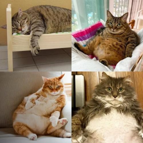 Ожирение у кошек.