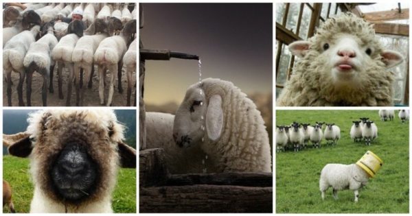 35 словечек о простых овечках фото из жизни и бытия