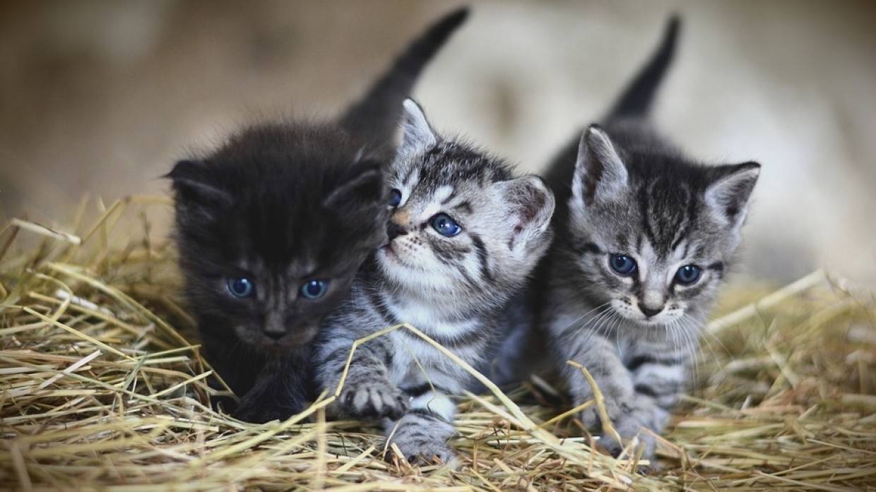 Спасатели вытащили котенка из канализационного колодца под Белгородом