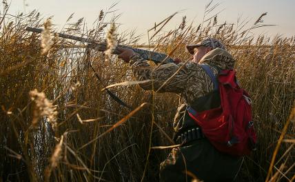 Барская охота: Раз, два, три, четыре, пять — вышли тигров убивать