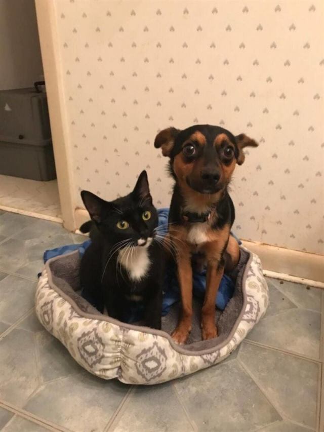 Бездомные кот и собака вместе спасались от холода и вместе попали в приют
