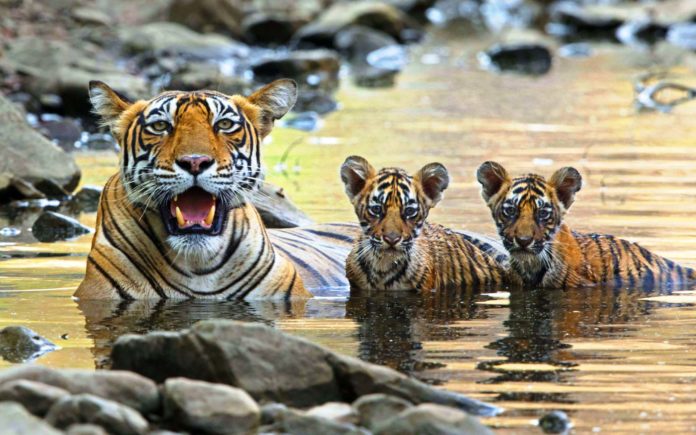 Тигрица и тигрята
