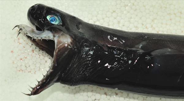 У берегов Тайваня выловили ужасную акулу с выдвижными челюстями Тайвань, в мире, монстр, рыба, улов, что ты такое