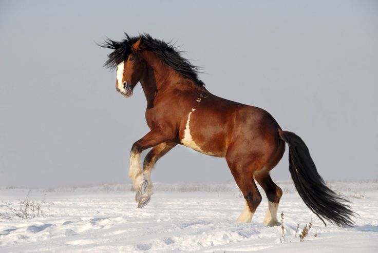 Какие бывают породы лошадей: название, описание, фото