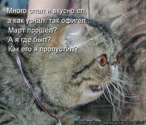 Лучшая котоматрица  