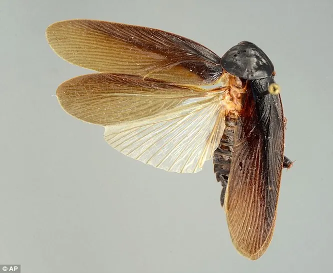 Тараканы. Мало какое насекомое вызывает столь сильное отвращение, как эти небольшие жуки. Постойте, «небольшие»? В Японии тараканы огромные – до 4 см в длину, да ещё и летают! Если японский таракан врежется в вас на бреющем полёте – вы запомните это надолго.