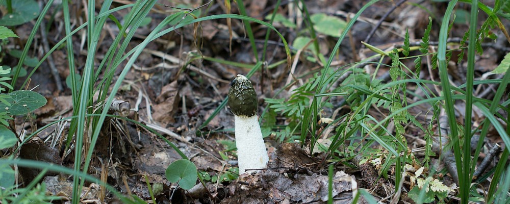 Загадочный гриб — тайны летнего леса