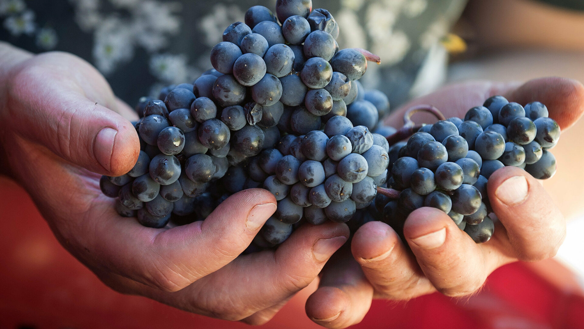 Правительство утвердило правила господдержки виноградарей в рамках федерального проекта