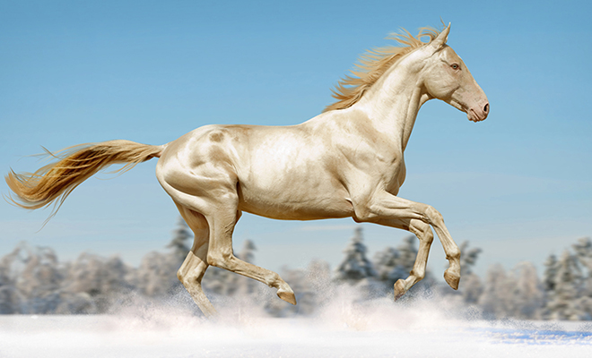 Золотые ахалтекинцы. Редчайшая порода лошадей, которую называют девятым чудом света