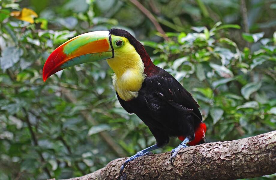 Радужные туканы и каракары: 10 самых прекрасных птиц, которые водятся в Коста-Рике