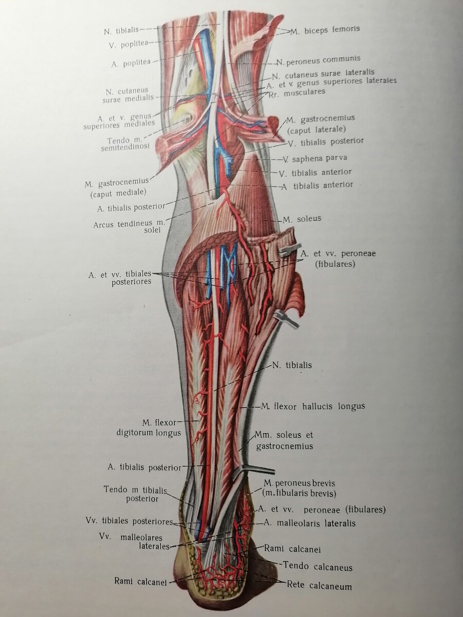 Подколенная артерия. Подколенная Вена анатомия. Анатомия сосудов подколенной ямки. Нервы подколенной ямки. Подколенная Вена анатомия ветви.