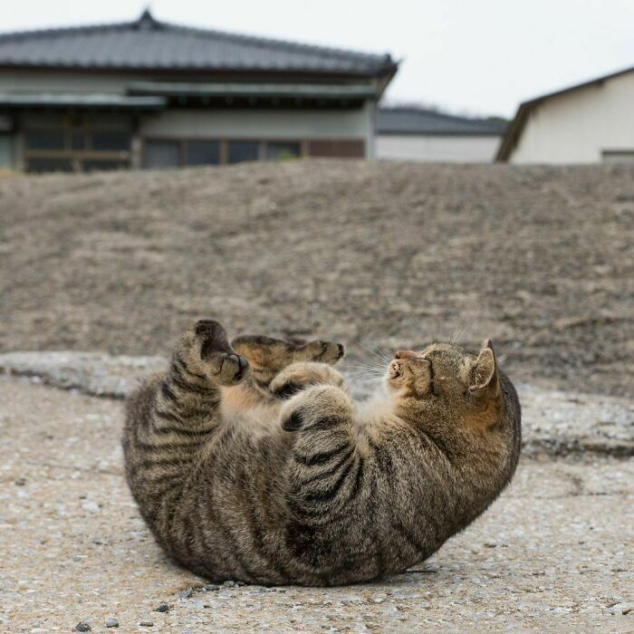 Бездомные коты со всего мира на уличных фотографиях японского фотографа Масаюки, уличных, кошачьих, фотограф, кошек, кошки, фотографа, также, животных, бездомных, иногда, фотографии, милых, совершенно, чтобы, эмоции, только, фотографировать, штука, выражения