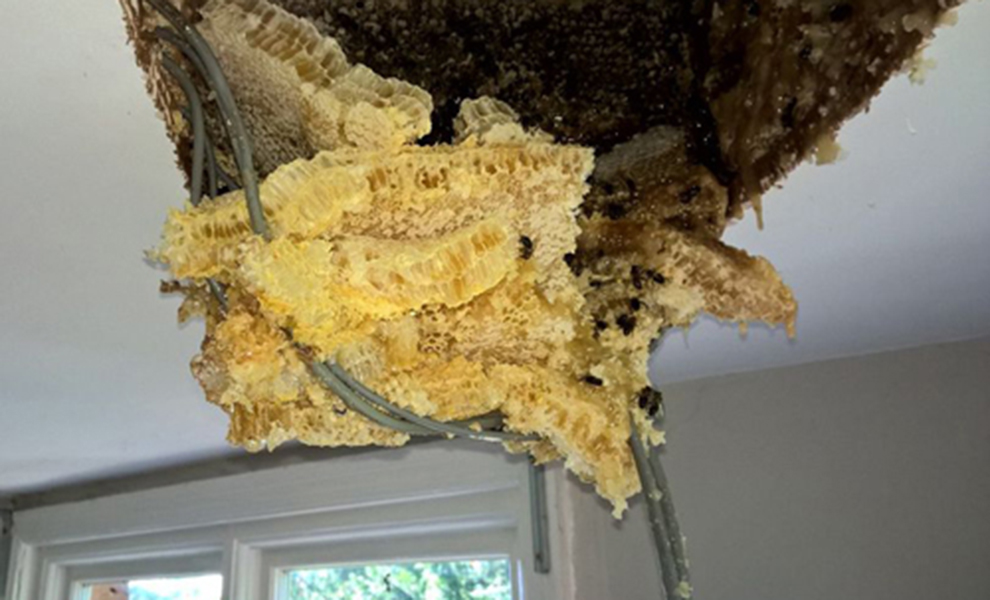 Хозяин дома заметил, что с потолка капает мед. Он снял потолочную панель и увидел, что над комнатой живет миллион пчел