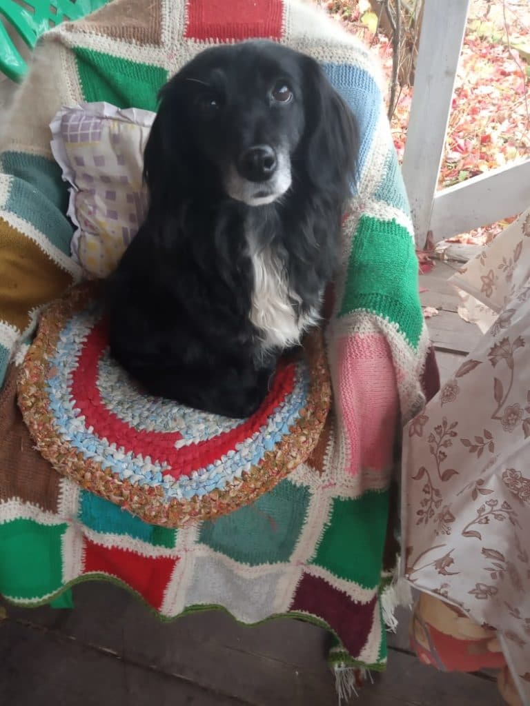 собака