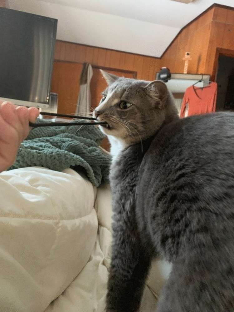 Подборка забавных фото котиков, которые ведут себя странно Подборка забавных фото котиков, которые ведут себя странно