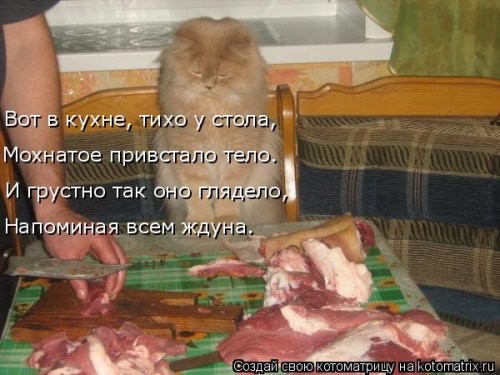 Лучшая котоматрица недели