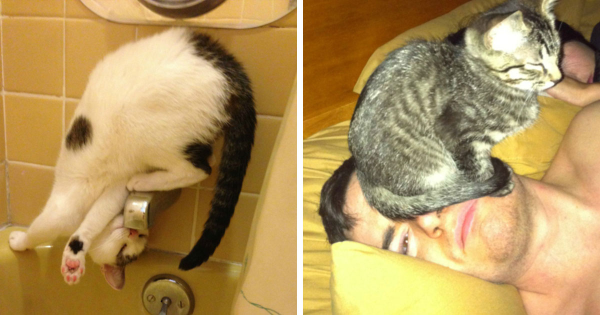 18 фотографий, которые доказывают, что коты — существа, живущие по своим правилам картинки