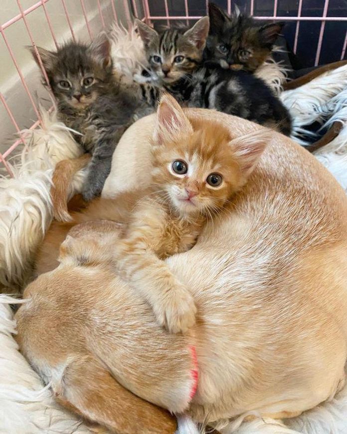 Без кота и жизнь не та