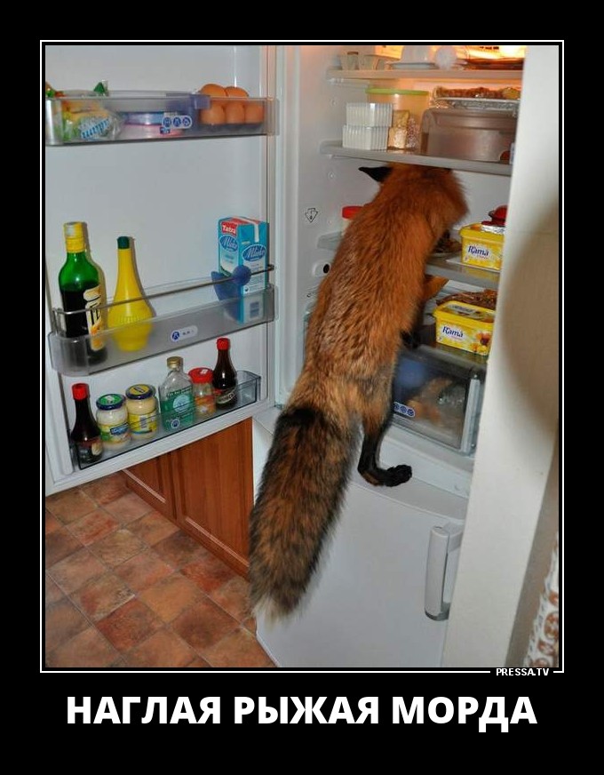 Забавные веселые демотиваторы обо всем на свете Забавные веселые демотиваторы обо всем на свете