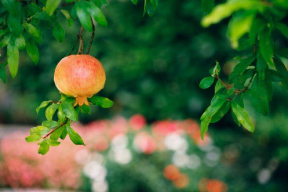 Как вырастить плодовый сад в квартире комнатные растения,полезные советы,сад