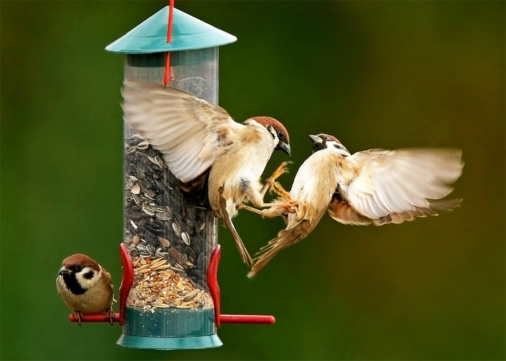 Да что там с другими птицами, они за корм даже друг с другом дерутся!