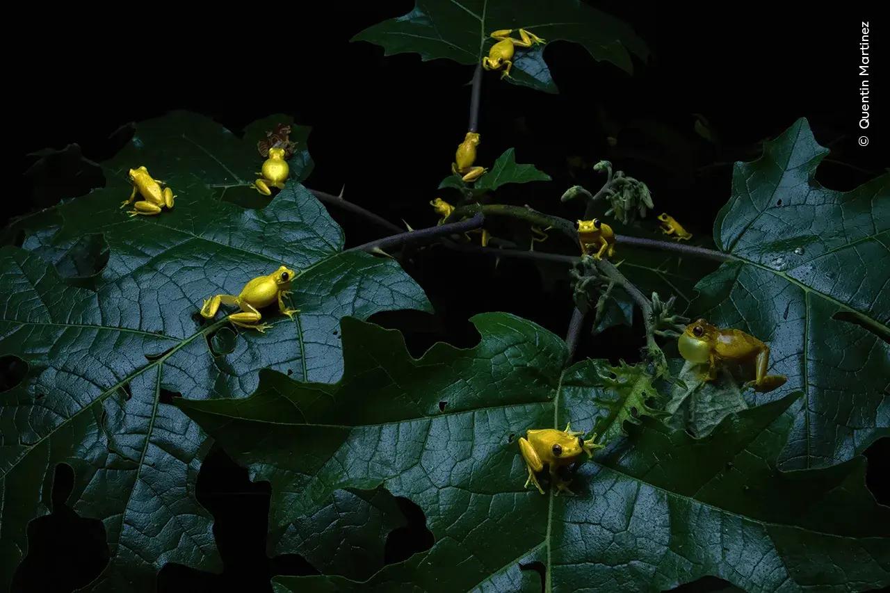 Царицы зверей: самые смешные и впечатляющие фотографии лягушек