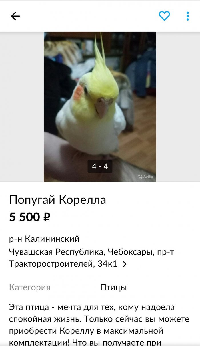 Креативное объявление о продаже попугая