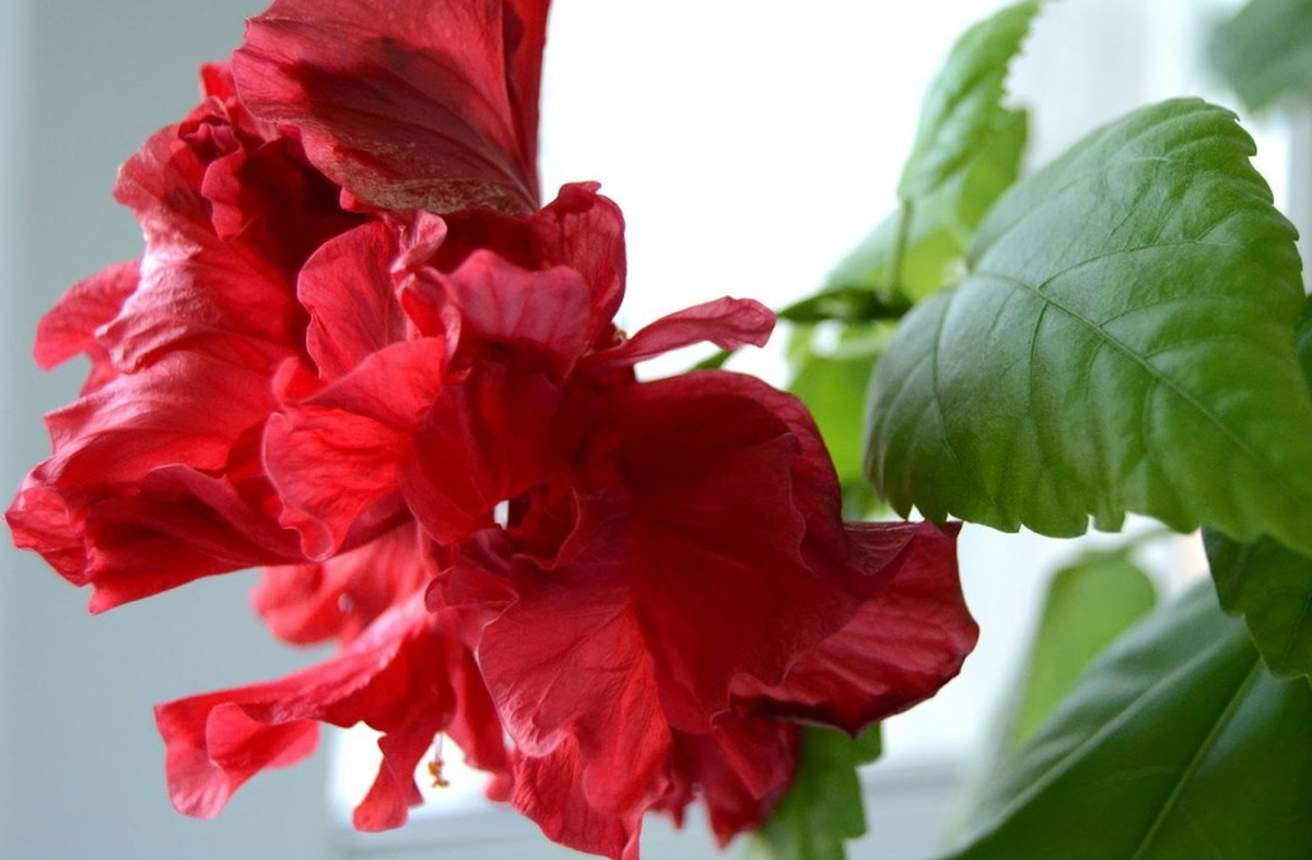 7 растений, которые принесут в ваш дом счастье и любовь идеи для дома,комнатные растения