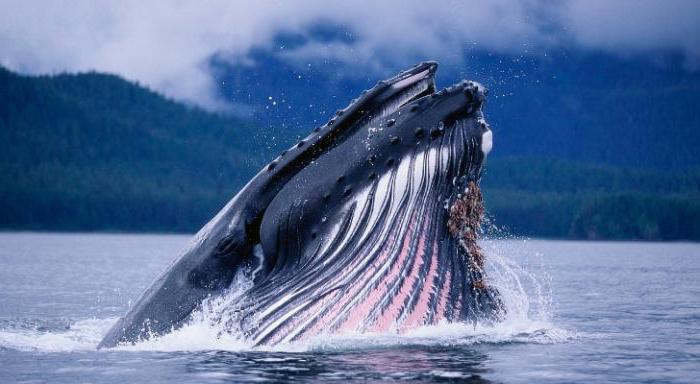 Японский кит: образ жизни, ареал, охрана