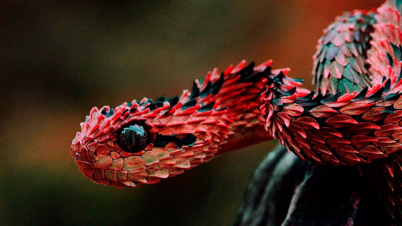 10 змей, которых почти никто не видел Культура