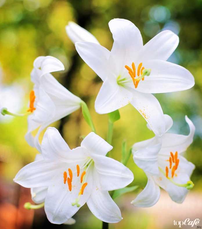 Madonna lily