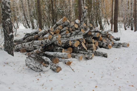 В Хабаровском крае лесничий использовал возлюбленную в преступной схеме