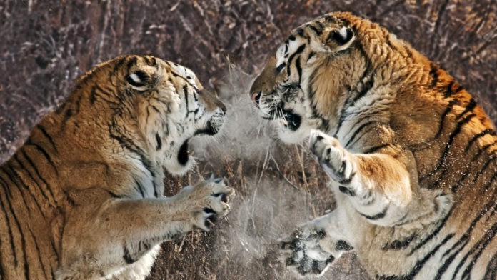 Бой тигров