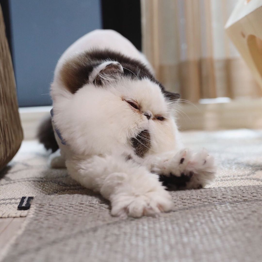 пушистый кот