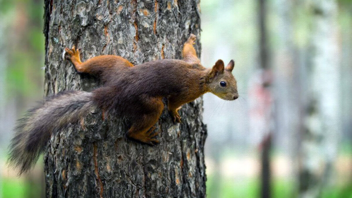 Золотой ребенок